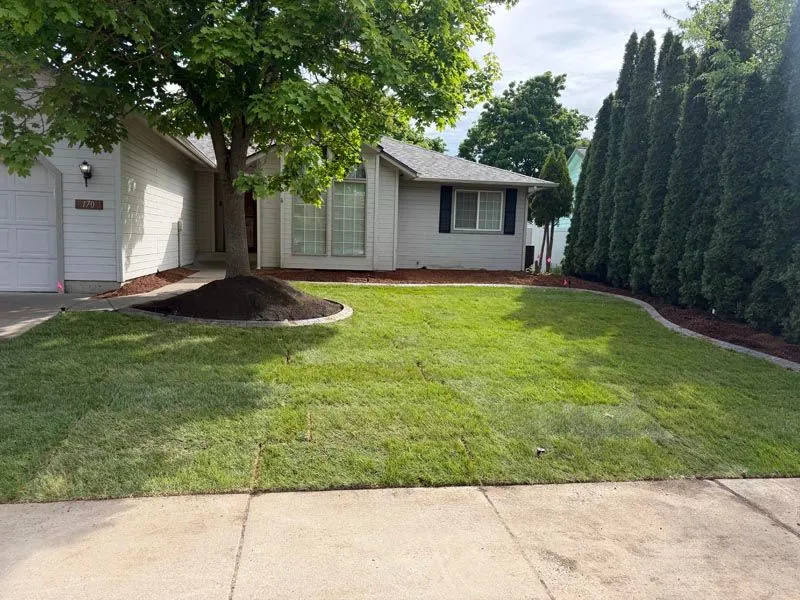 Freshly installed sod lawn with concrete curbing and a mulched tree bed in front of a house