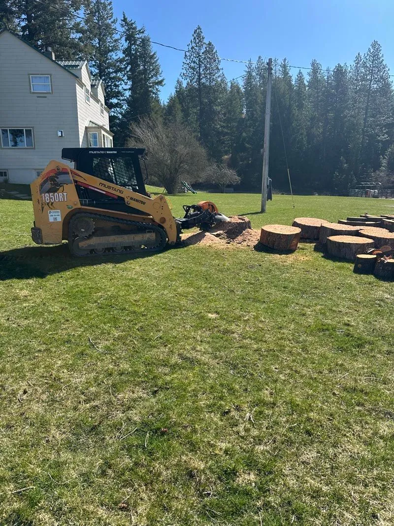 Skid steer stump grinder attachment chewing through a stump in a lawn