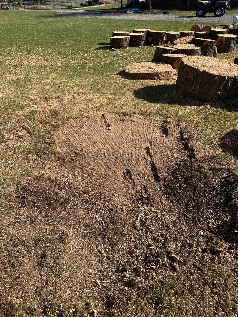 Ground-down stump area with cut rounds stacked behind it