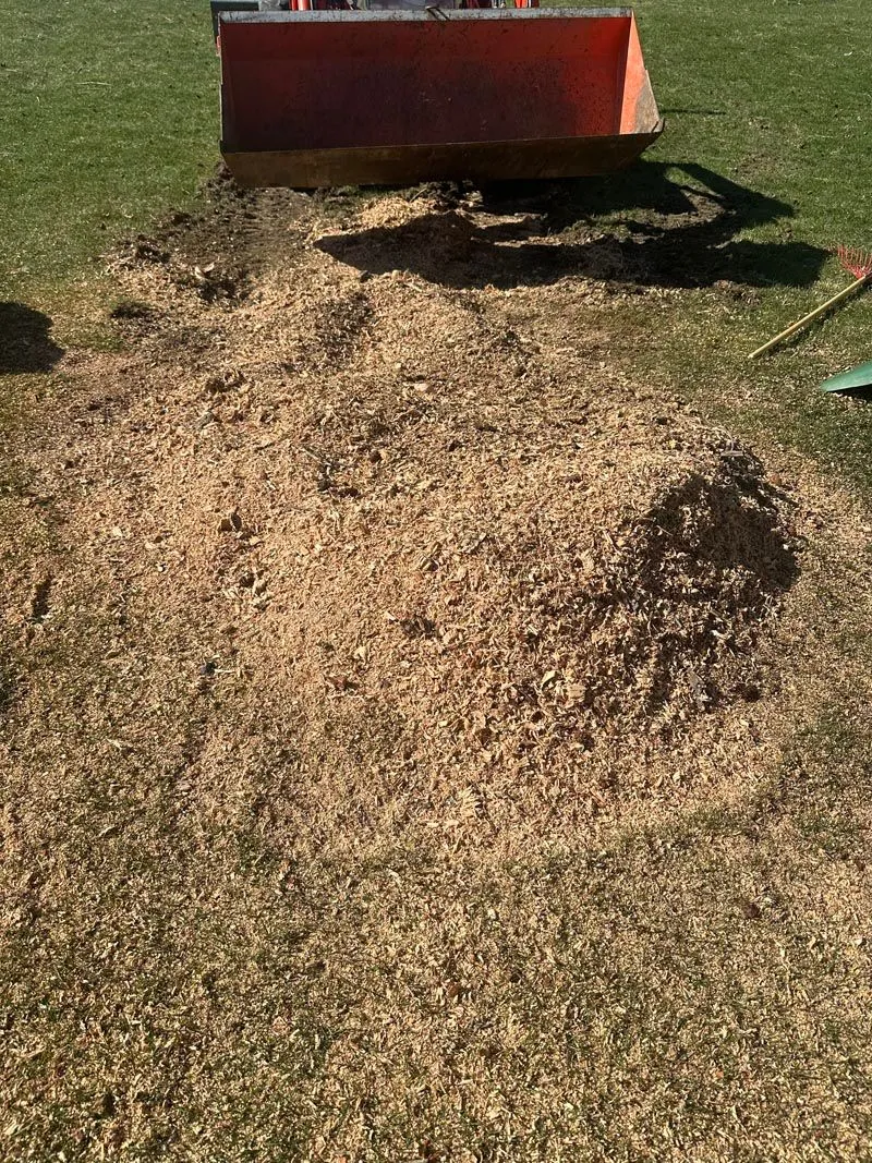 Mound of wood chips left after grinding a stump